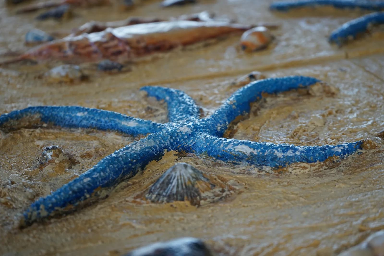 Blue starfish sculpted in textured relief on a sand-toned board