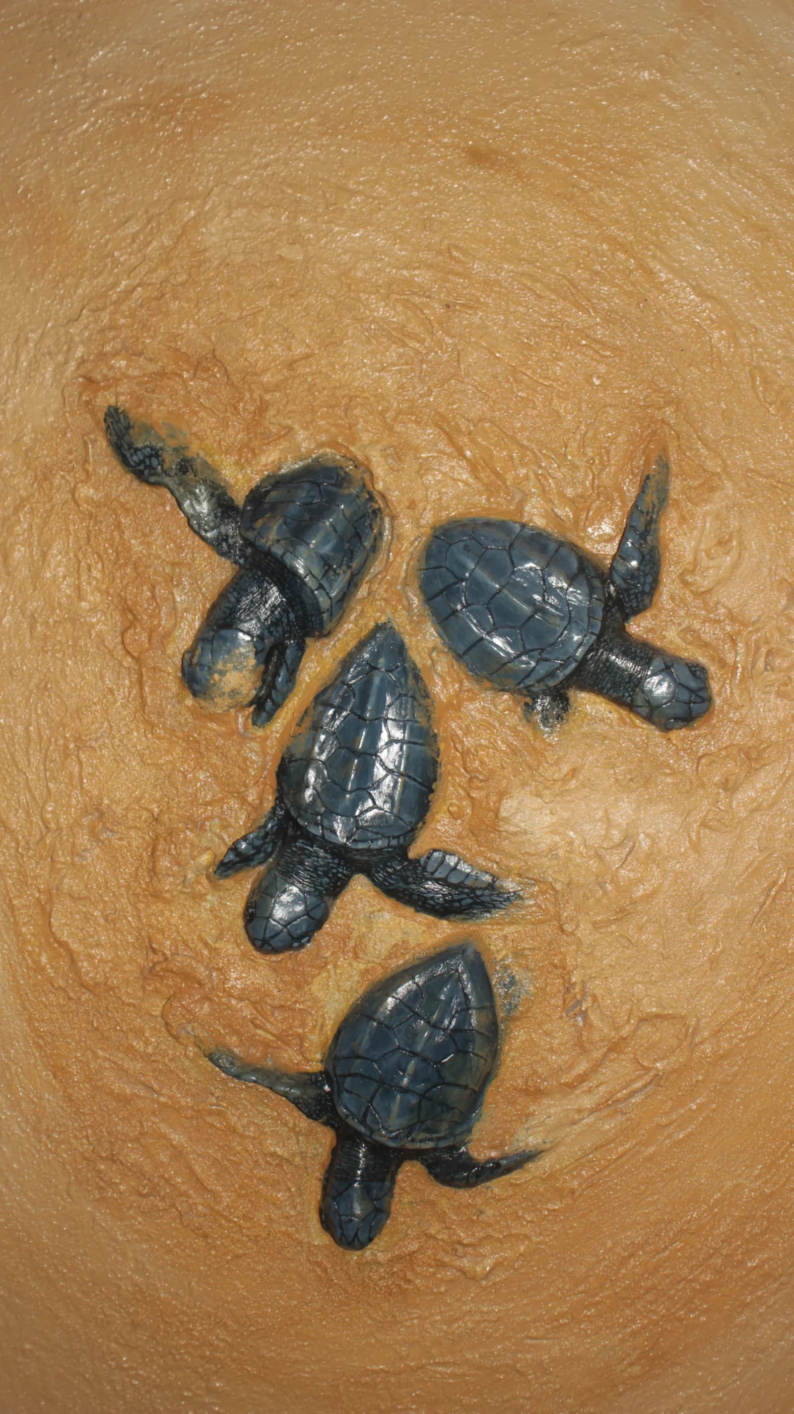 Sea turtle hatchlings crossing a warm sand relief