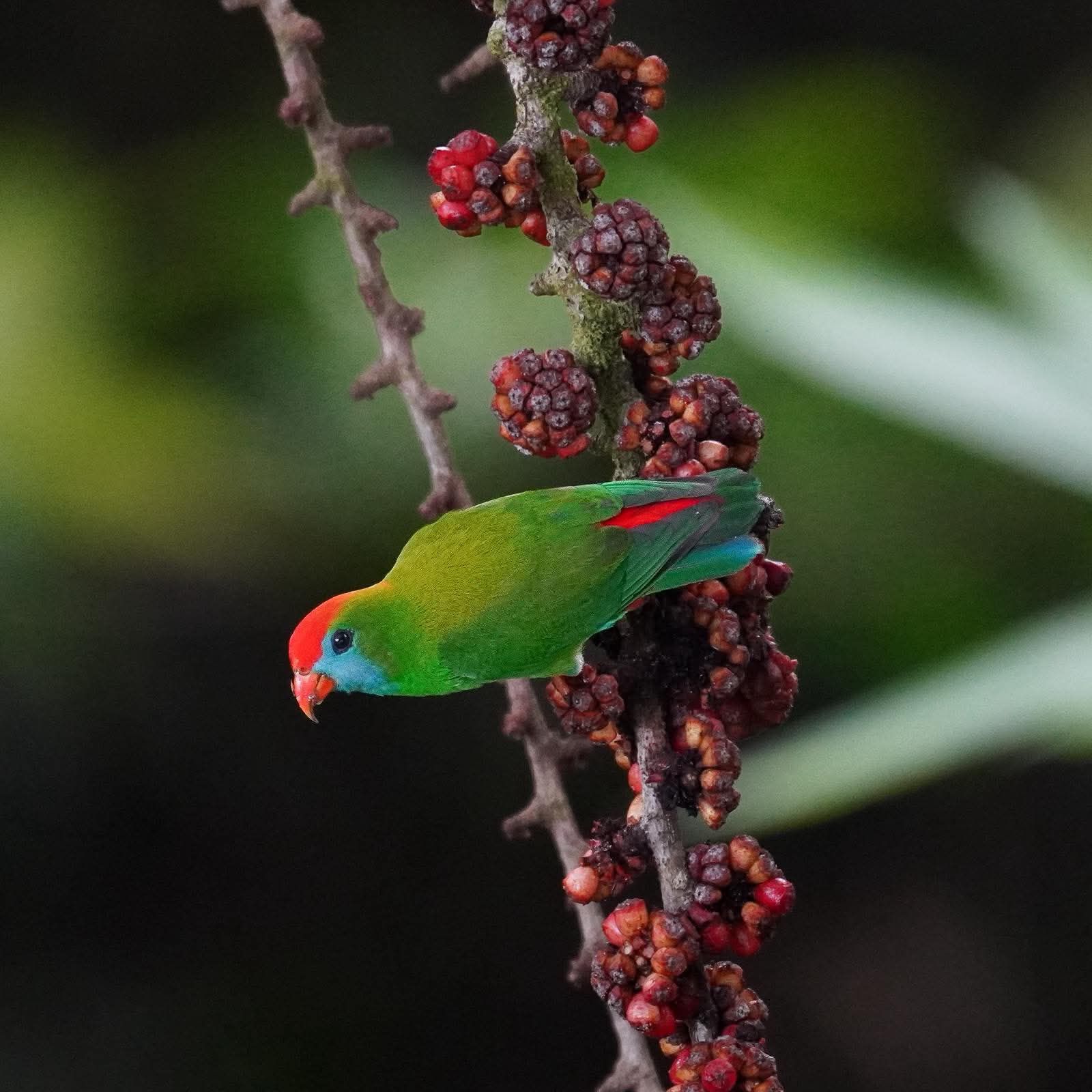 A Camiguin Hanging-Parrot in the forest canopy above Mambajao — a bird found only on this island.